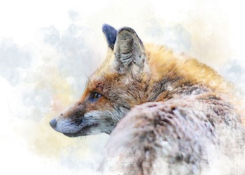 fox beast predator