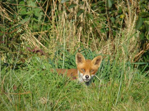 fox garden nature