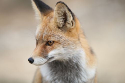 fox mountain portrait