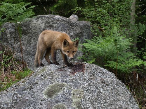 fox kid nature