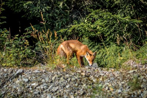 fox nature sweden