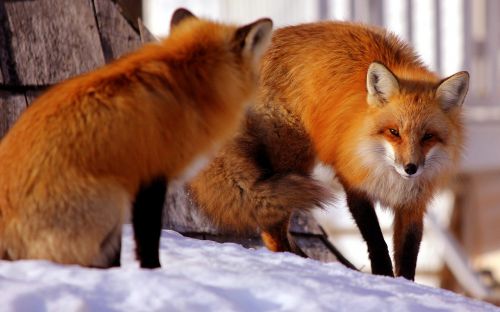 fox red snow