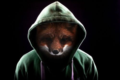 fox roux animal