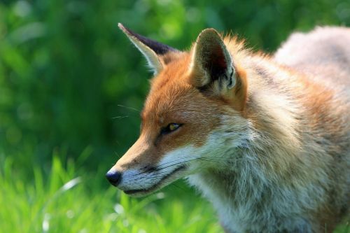 fox red fox animal