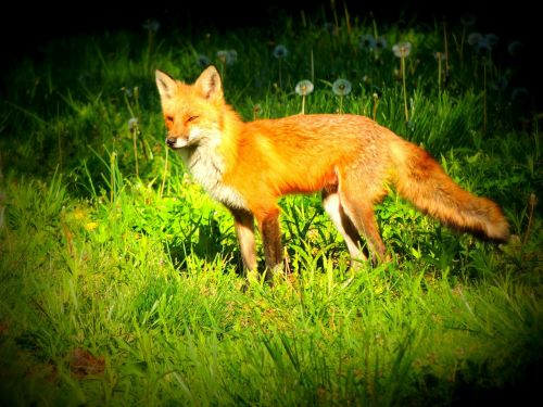 fox grass wildlife