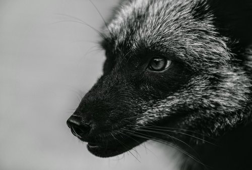 fox  foxes  vulpes