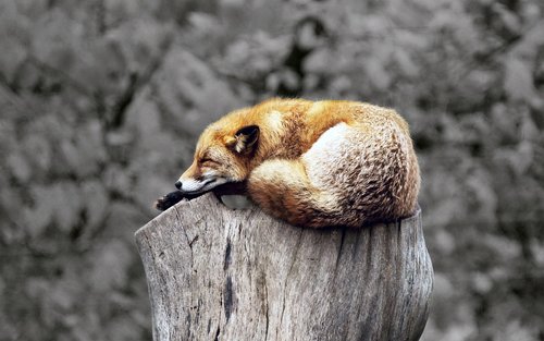 fox  animal  wildlife