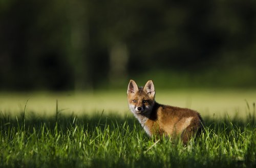 fox  nature  wild