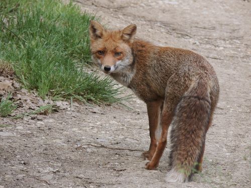 fox animals nature