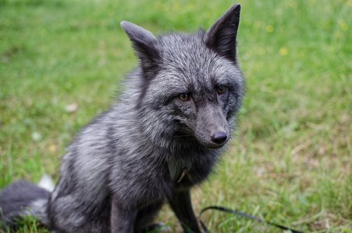fox  animals  fur