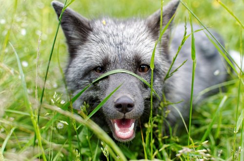 fox  predator  nature