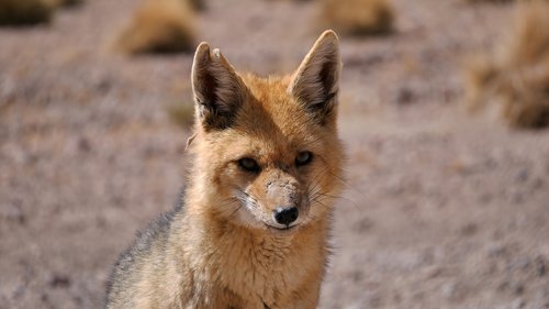 fox  animal  desert