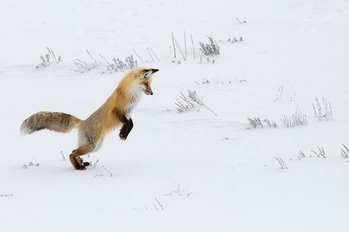 fox  red  jumping