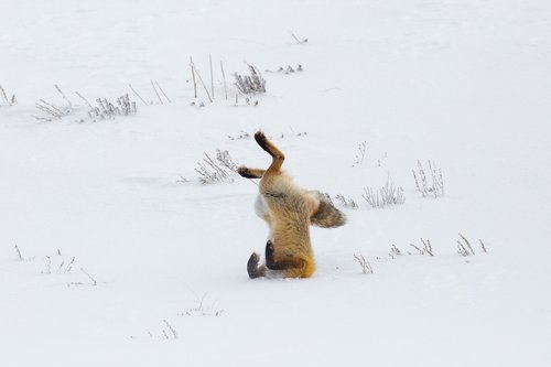 fox  red  jumping