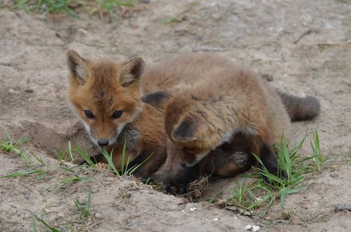 fox  kitts  animals