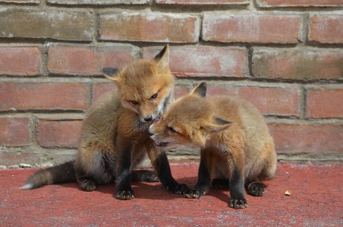 fox  kisses  nibble