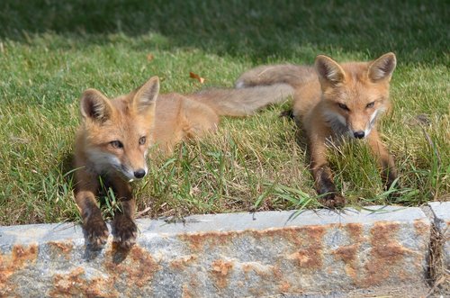 fox  kits  family