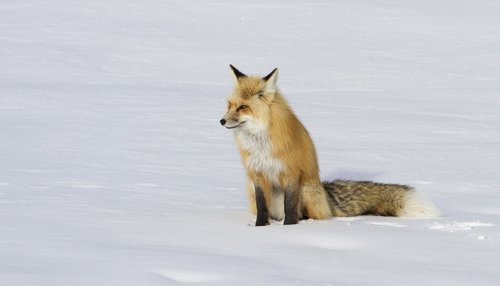 fox  red  lone