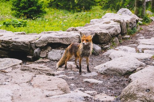 fox  nature  mammal