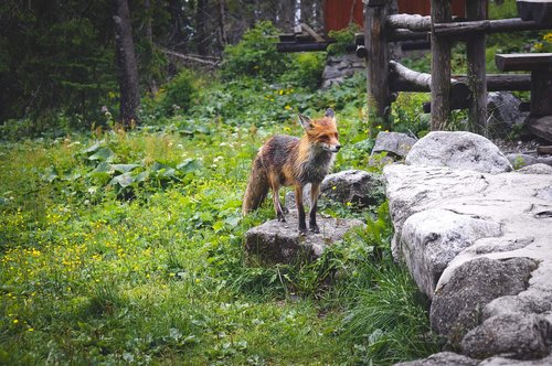 fox  nature  animals