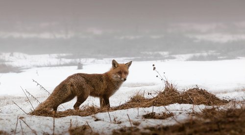 fox  snow  wildlife
