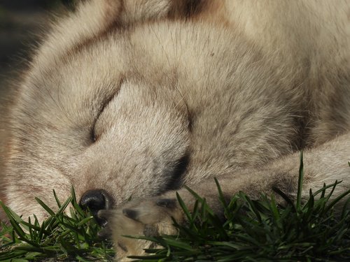 fox  mammal  puppy