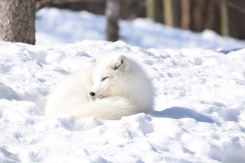 fox  arctic  white