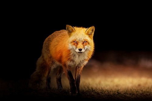 fox  animal  cute