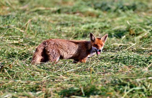 fox  young  animal