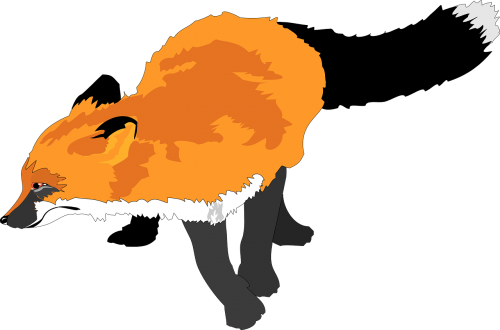 fox animal wildlife