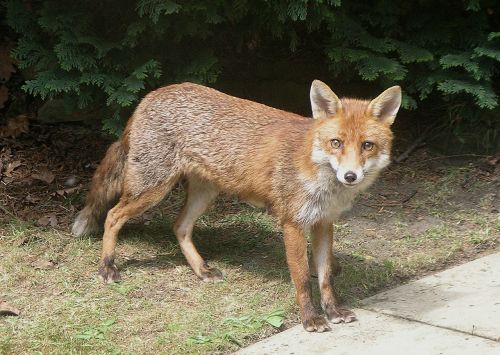 fox animal wildlife