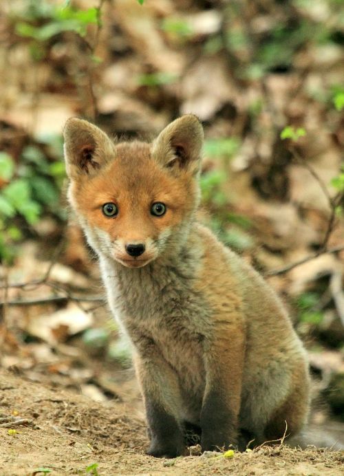 fox animal forest
