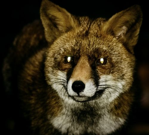 fox red fox night