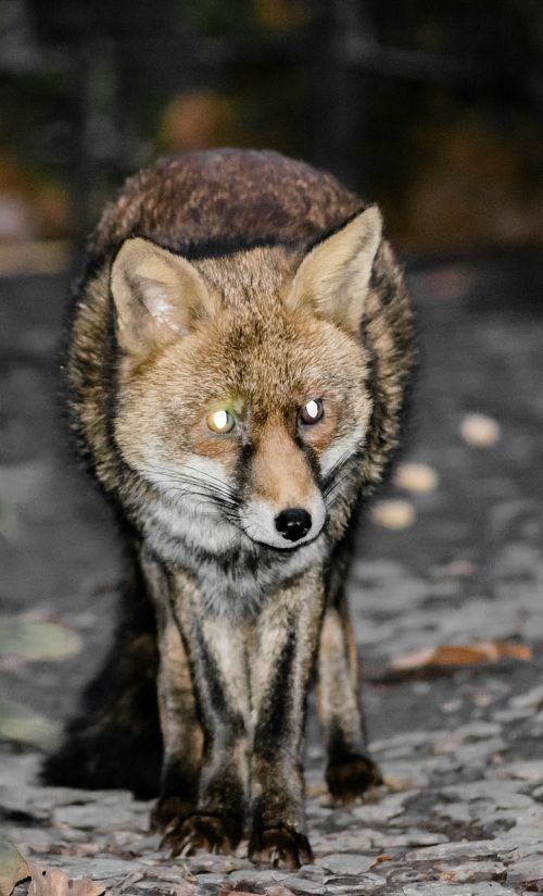 fox red fox animal