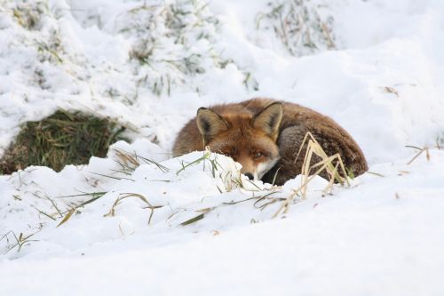 fox winter snow