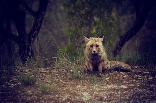 fox animal wild