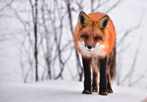 fox animal nature