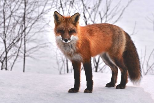 fox nature animals