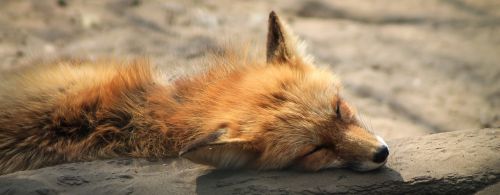 fox tűzróka rókaféle