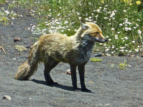 fox arctic wildlife