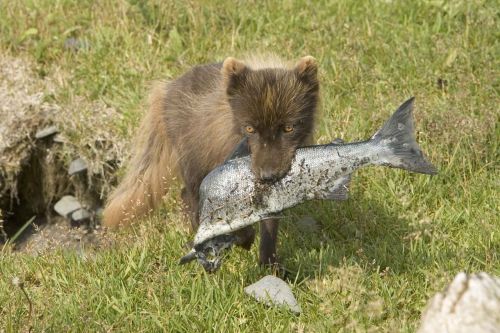 fox fish eating