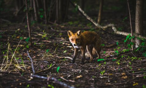 fox wildlife little