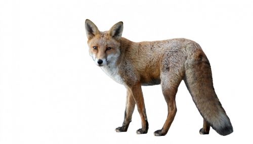 fox isolated white