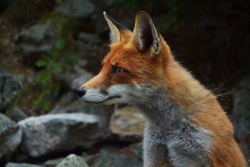 fox wildlife animal