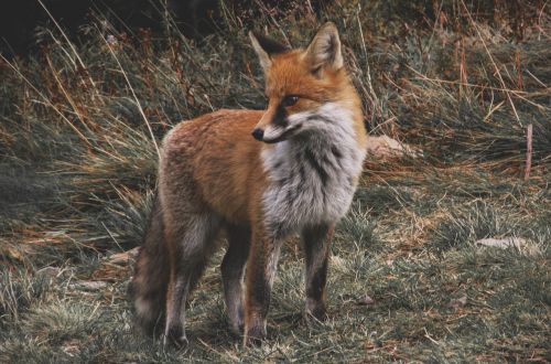 fox vintage camouflage