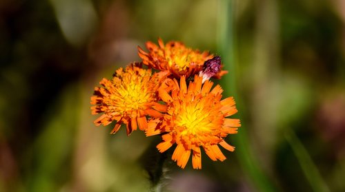 fox and cubs  flowers  orange