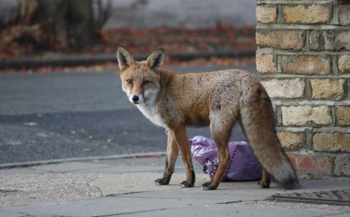 Fox In The Street