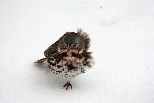 Fox Sparrow In Winter Wind