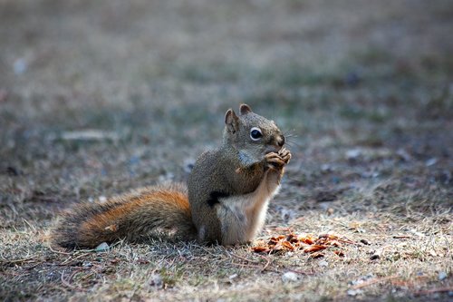 fox squirrel  squirrel  gnaw