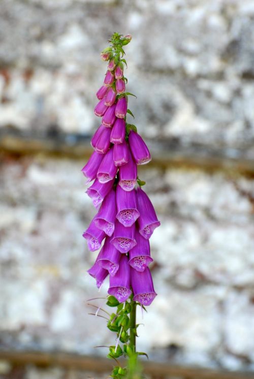 foxglove flower fox